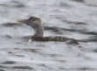 [Yellow-billed Loon]