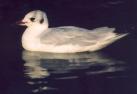 [Black-headed Gull]