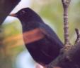 [Blackbird]