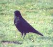 [Carrion Crow]