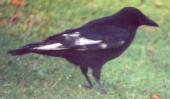 [Carrion Crow]