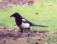 [Common Magpie]