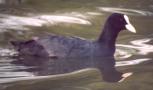 [Eurasian Coot]