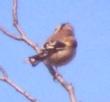 [European Goldfinch]