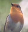 [Eurasian Robin]