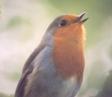 [Eurasian Robin]