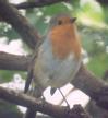 [Eurasian Robin]