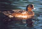 [Eurasian Wigeon]