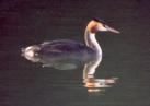 [Great crested Grebe]