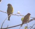 [Greenfinch]