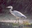 [Gray Heron]
