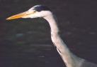 [Gray Heron]