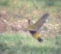 [Green Woodpecker]