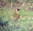 [Green Woodpecker]