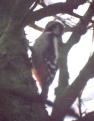 [Great Spotted Woodpecker]