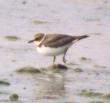 [Little Ringed Plover]