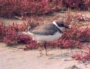 [Little Ringed Plover]