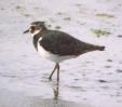 [Lapwing]