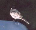 [Pied Wagtail]