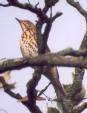 [Song Thrush]