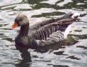 [White-fronted Goose]