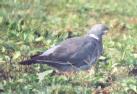 [Wood Pigeon]