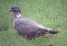 [Wood Pigeon]