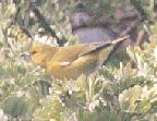 [Hawai'i 'Amakihi]