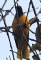 [Black-hooded Oriole]