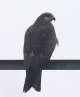 [Black Kite]