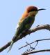 [Chestnut-headed Bee-eater]