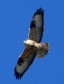 [Common Buzzard]
