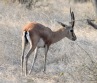 [Chinkara]