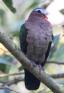 [Emerald Dove]