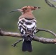[Eurasian Hoopoe]