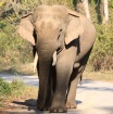 [Asian Elephant]