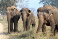 [Asian Elephant]