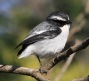 [Gray Bushchat]