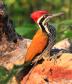 [Greater Flameback]