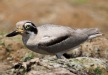 [Greater Thick-knee]