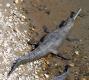 [Gharial]
