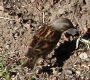 [Himalayan Accentor]