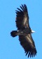 [Himalayan Griffon]