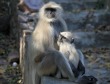 [Hanuman Langur]