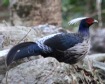[Kalij Pheasant]