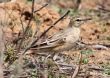 [Long-billed Pipit]