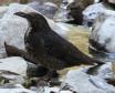[Long-billed Thrush]