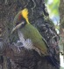 [Lesser Yellownape]