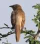 [Large Gray Babbler]