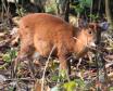 [Muntjac]